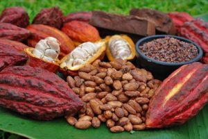 cacao